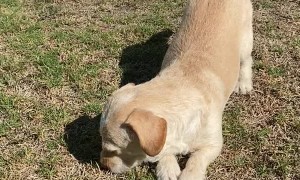 Cute Dog Crawls for Pets