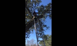 Firefighters Rescue Dog Stuck in Tree