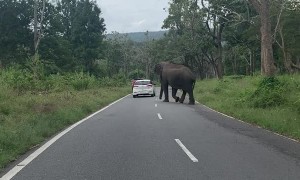Traffic Waits for Pedestrian with Tusks