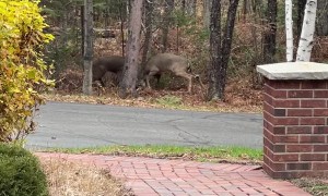 White-Tailed Deer Fight for Doe