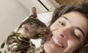 Pet Cat Kisses and Suckles on Owners Face