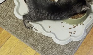 Young Kitten with Cerebellar Hypoplasia Eating Dinner