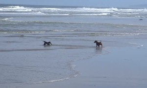 Dachshund and Cormorant Bird Have a Standoff