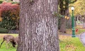 Two Deer Duke It Out