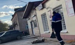 Butcher's Dog Rests in the Sun