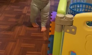 Confident Tyke Takes a Tumble