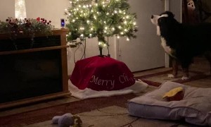 Talking Christmas Tree Puzzles Pooch