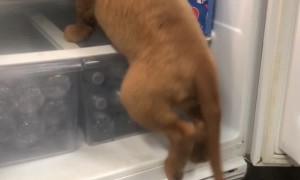 Puppy Climbs Into Fridge to Cool Off
