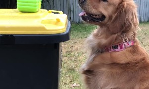 Bubble Eating Doggy Having a Blast