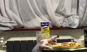 Sneaky Cat Steals Food From Table in Master Plan