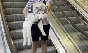 Boyfriend Carries Dog Down the Mall Escalator