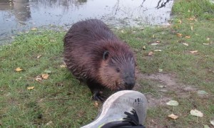 Beaver Flails Over Unusual Smells