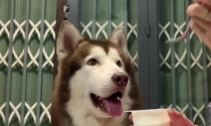 Doggo Drools Over Human Food