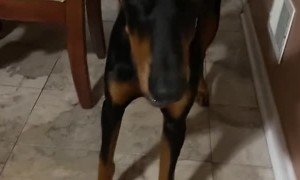 Dog's Eyes are Weirdly Wide