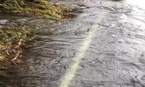 Salmon Swim Across Flooded Road