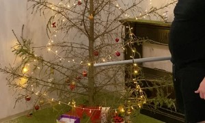 Christmas Tree Needles Fall Off With One Hit