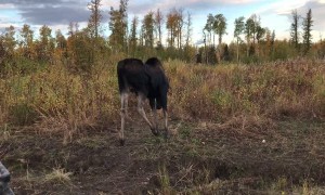Hunter Has Close Encounter With a Curious Moose