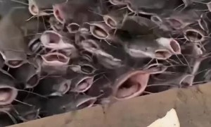 Catfish Feeding Frenzy