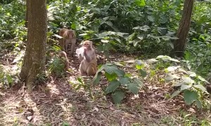 Monkeys Take Sips of Cola