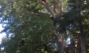 Mama Bear and Cubs Climb Tree in Shopping Venue