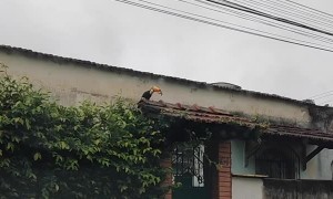 Toucan Searches Nest to Snatch Baby Bird