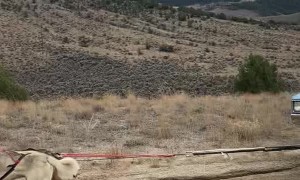 Sled Dog Team Pulling a Truck Uphill