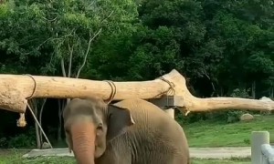 Adorable footage shows mother elephant helping her baby in trouble 