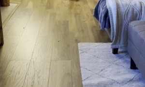 Dennis the Dog Does Cute Little Dance