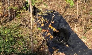 Three bear Cubs playing around in the yard