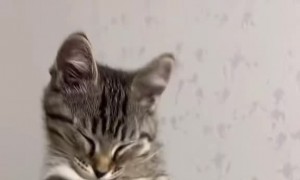 Kitten Isn't Ready to Rise