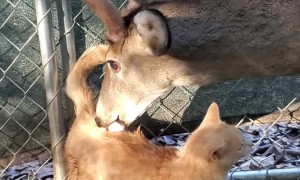 Deer with Yellow Cat