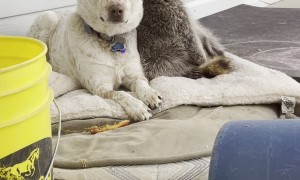 Raccoon Requires Cuddles From Dog Friend
