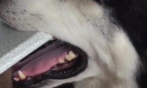 Husky Falls Asleep at Table