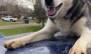 Husky Won't Leave Car Roof