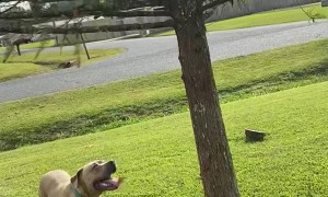 Cat in Tree Tries to Escape From Dog