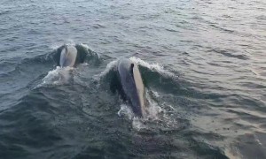 Dolphins Play Around a Boat at the Farne Islands