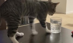 Cat Must Track Before Drinking Water