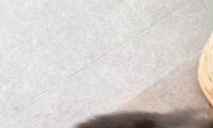 Baby Brown Hyena Cries for Bottle