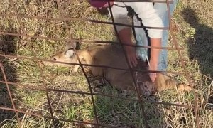 Deer Stuck on Fence Rescued by Workers