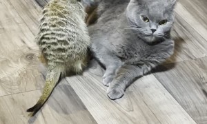 Meerkat Massages Crabby Cat