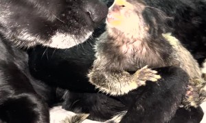 Gigi the Monkey Wants to Pet Dog