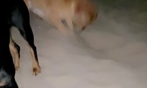 Dog Puts Heart and Soul Into Digging Hole