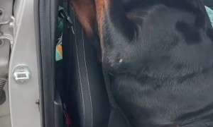 Rottweiler Refuses to Leave Front Seat