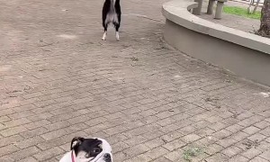 Amazing Dancing Dog