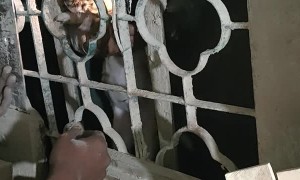 Guys Work Together to Save Trapped Puppies