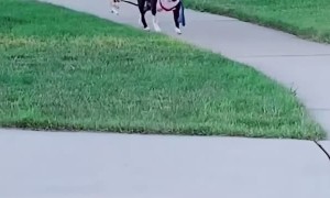 Adorable Dogs Walking Themselves