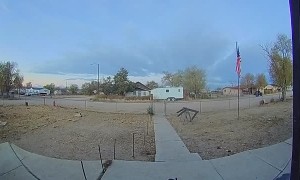 Dog Learns About the Doorbell