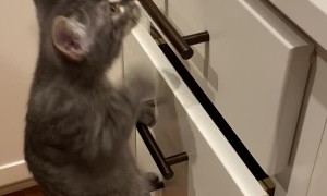 Kitten Climbs Ladder to Counter