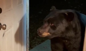 Bear Politely Closes Door