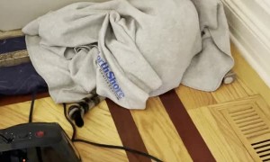 Cat's Leap of Faith Falls Through